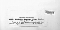 Microdiplodia celottiana image
